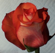 Photo of a red rose